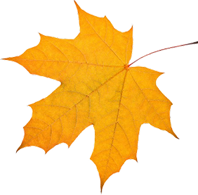 Bright autumn leaf with distinct veins