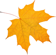 Orange maple leaf on black background