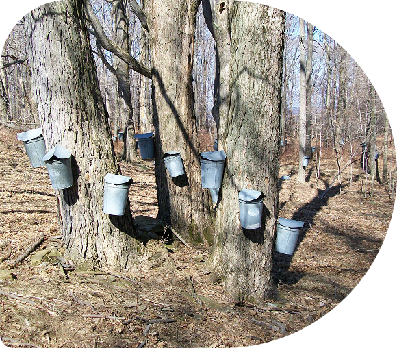 Maple sap collection buckets on trees